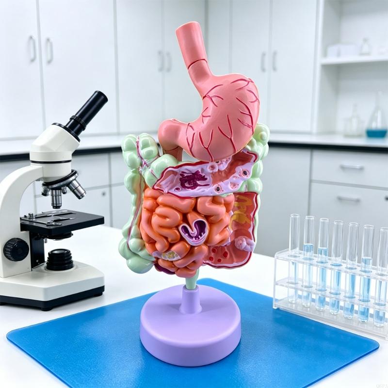 Q6PA Modello didattico patolog - Medical Lab Observer recensione e prezzo